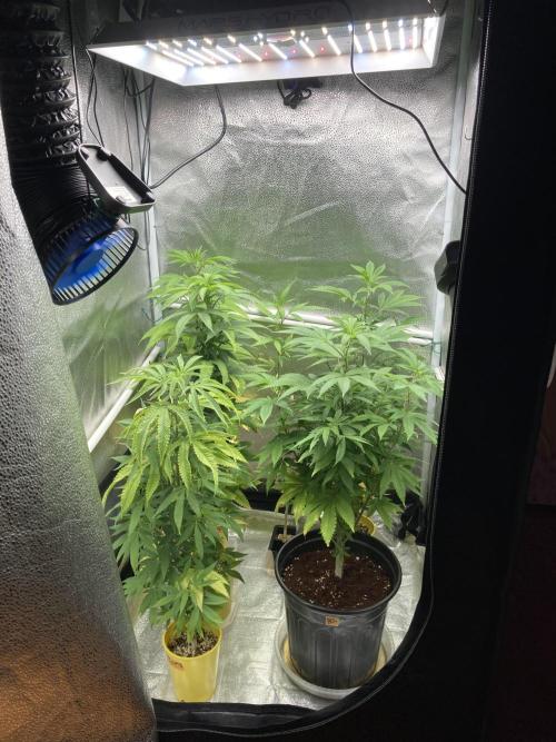 🎃🧛‍♂️😈💀🎃 '25. Week 14 - 12/9 6:30AM