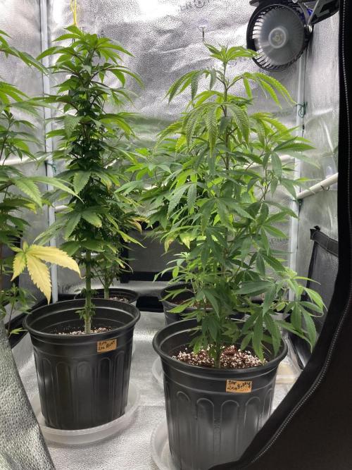 🎃🧛‍♂️😈💀🎃 '25. Week 14 - 12/9 11AM