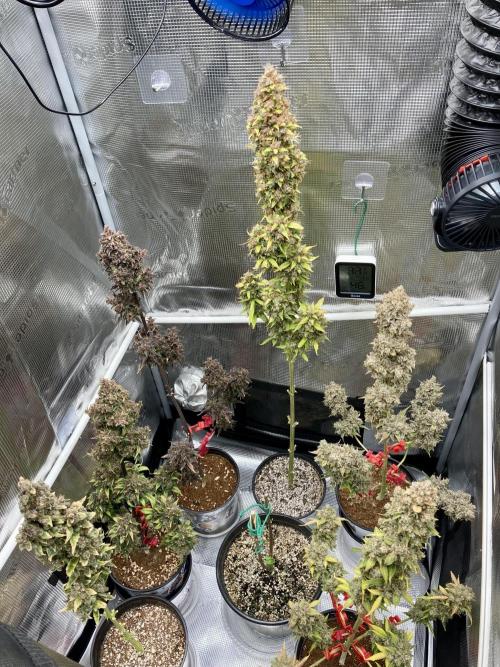 🍓🍰🤨🌿🍑🍪🍎. Week 28 - 12/11 335AM NO TRIM, NO STORAGE, JUST RIGHT OFF THE PLANT!!