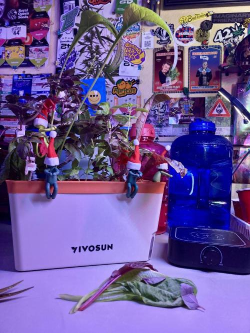 🎃🧛‍♂️😈💀🎃 '25. Week 14 - 12/12 2:09 AM grow room breakfast