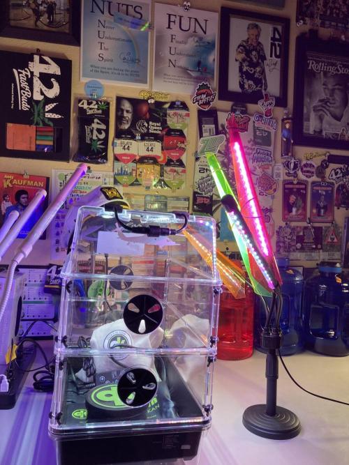 🥊🥧🍧🐐☕️🐓🔩🍌. Week 1