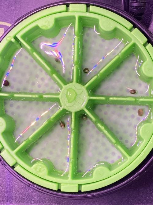 🥊🥧🍧🐐☕️🐓🔩🍌. Week 1 - 12/1312 AM