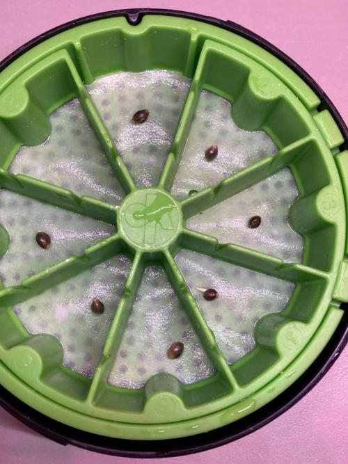 🥊🥧🍧🐐☕️🐓🔩🍌. Week 1 - 12/1312 AM