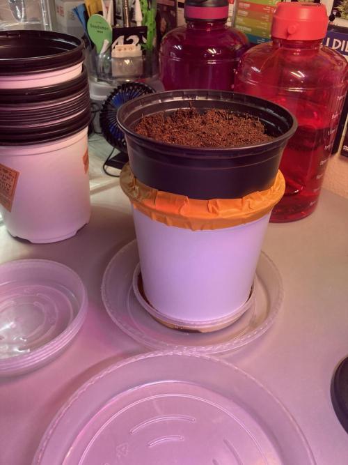 🥊🥧🍧🐐☕️🐓🔩🍌. Week 1 - 12/13 5 AM double stacking pot experiment