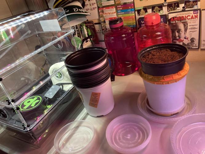 🥊🥧🍧🐐☕️🐓🔩🍌. Week 1