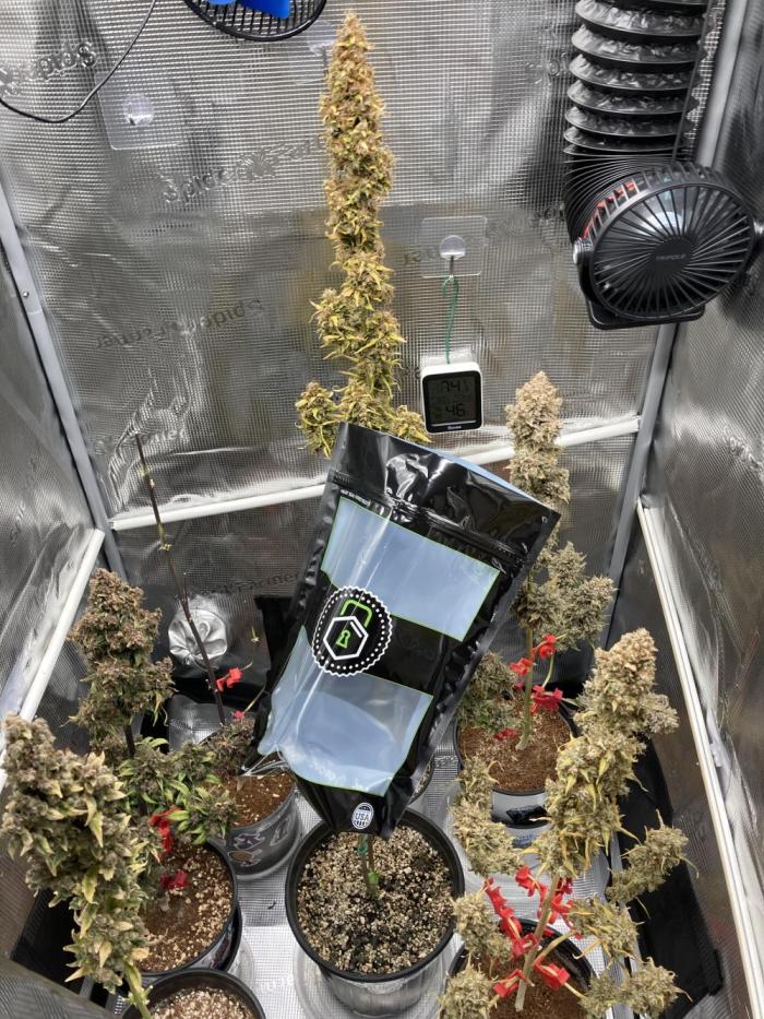 🍓🍰🤨🌿🍑🍪🍎. Week 29