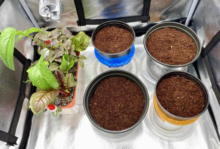 🥊🥧🍧🐐☕️🐓🔩🍌. Week 2 - 12/15 2:45AM