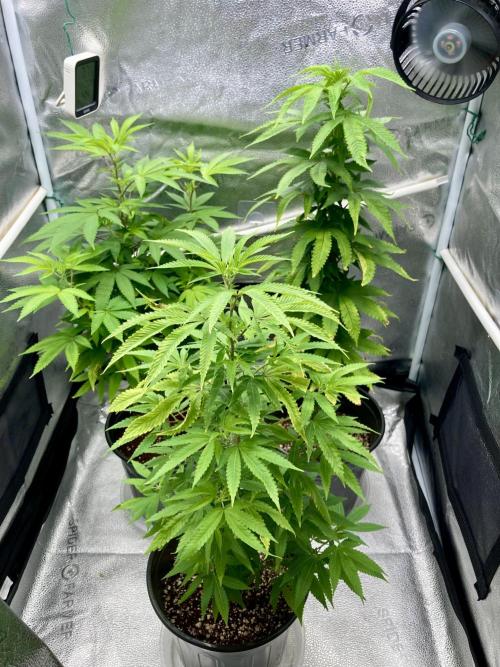 🎃🧛‍♂️😈💀🎃 '25. Week 15 - 12/15 3:01AM