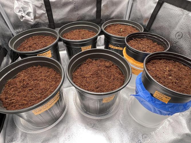 🥊🥧🍧🐐☕️🐓🔩🍌. Week 2