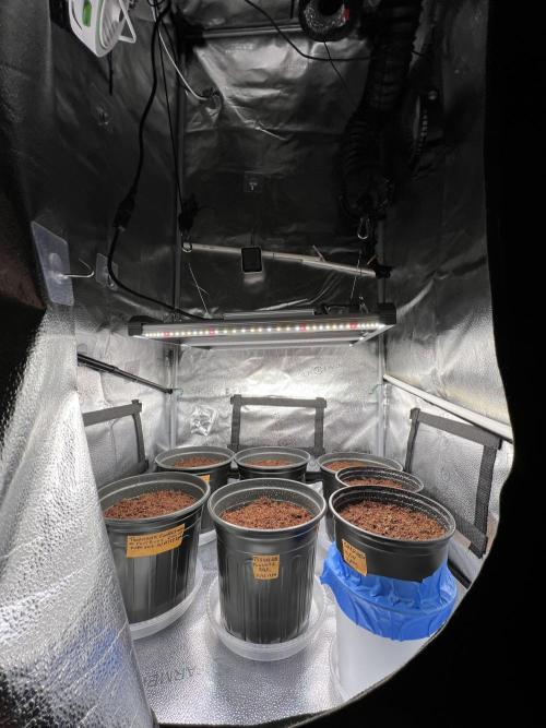 🥊🥧🍧🐐☕️🐓🔩🍌. Week 2