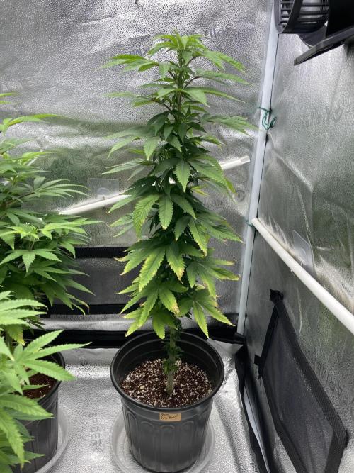 🎃🧛‍♂️😈💀🎃 '25. Week 15 - Ricky‘s hash plant