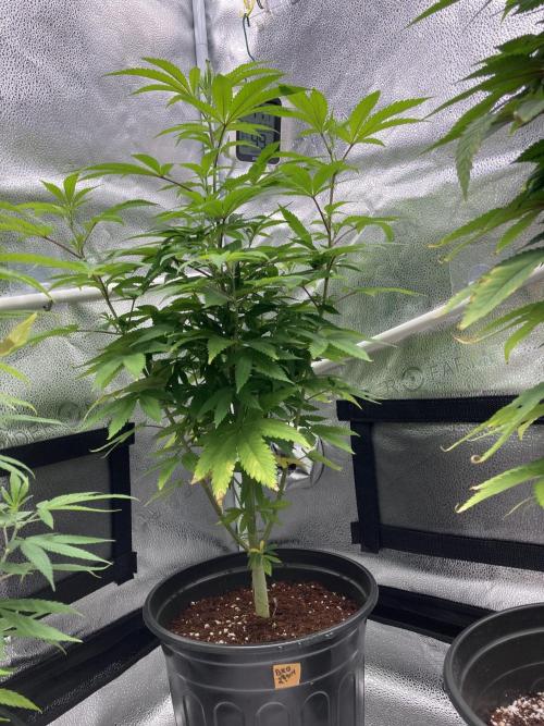 🎃🧛‍♂️😈💀🎃 '25. Week 15 - BKO