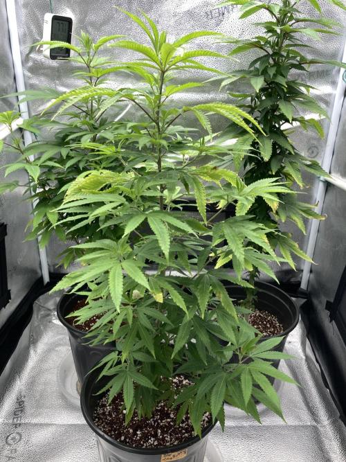 🎃🧛‍♂️😈💀🎃 '25. Week 15 - Bubbles blueberry F4