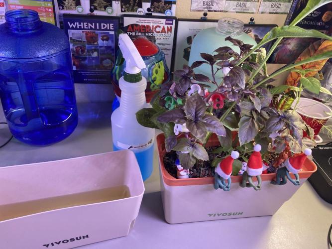 🥊🥧🍧🐐☕️🐓🔩🍌. Week 2