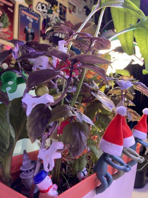 🥊🥧🍧🐐☕️🐓🔩🍌. Week 2