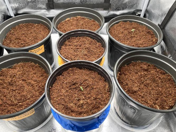 🥊🥧🍧🐐☕️🐓🔩🍌. Week 2 - 1216 5:45 AM