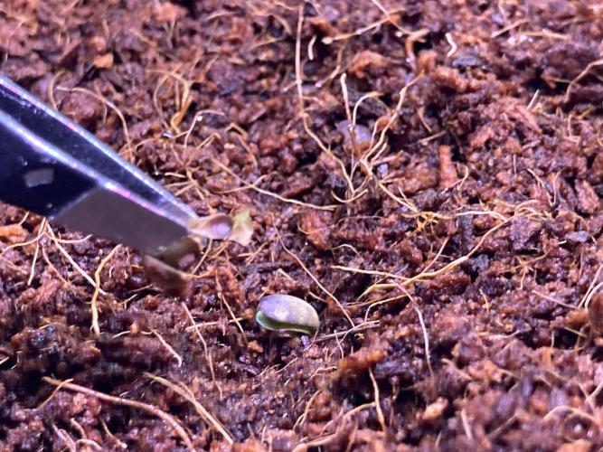 🥊🥧🍧🐐☕️🐓🔩🍌. Week 2 - 12:16 9 AM Shell surgery