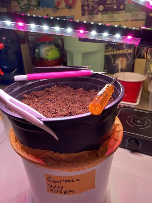 🥊🥧🍧🐐☕️🐓🔩🍌. Week 2 - 12:16 9 AM shell removal surgery