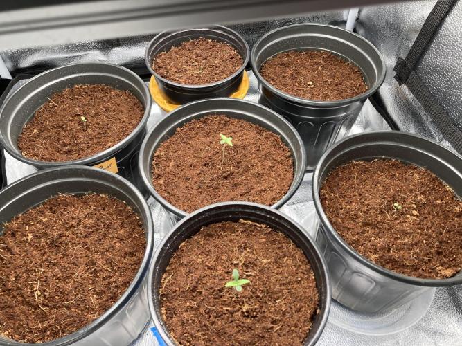 🥊🥧🍧🐐☕️🐓🔩🍌. Week 2 - 12/18 1AM 