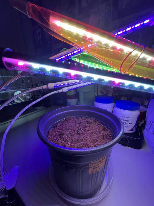 🥊🥧🍧🐐☕️🐓🔩🍌. Week 2 - 12/18 4:30AM a little shell removal