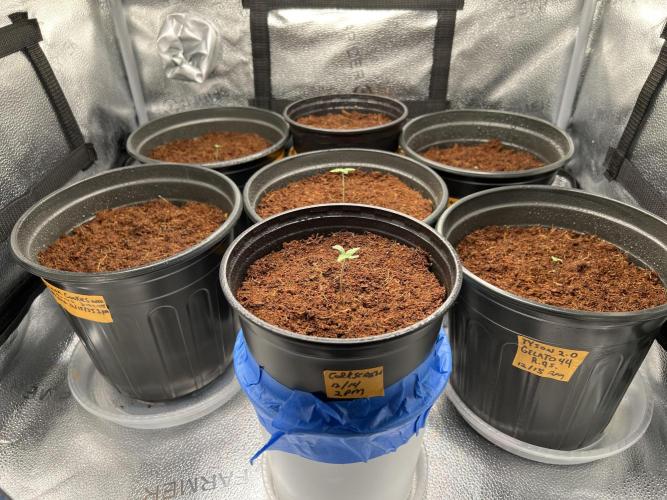 🥊🥧🍧🐐☕️🐓🔩🍌. Week 2