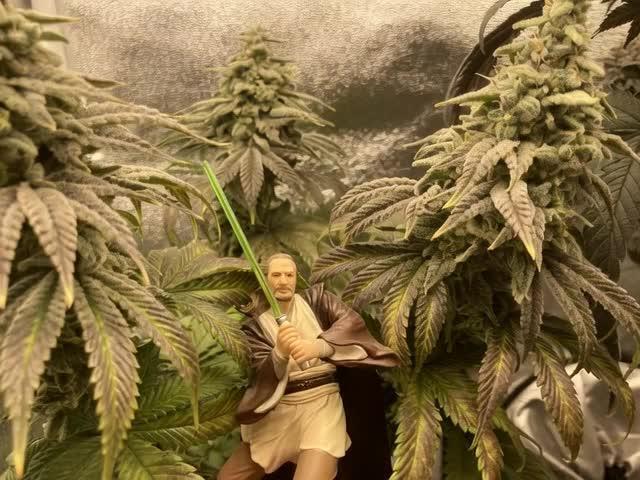 Montel tragic rise fall of Jar Jar Binks