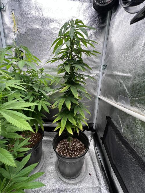 🎃🧛‍♂️🦃🎅🍾 '25-'26. Week 15