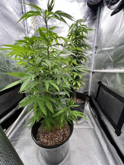 🎃🧛‍♂️🦃🎅🍾 '25-'26. Week 15