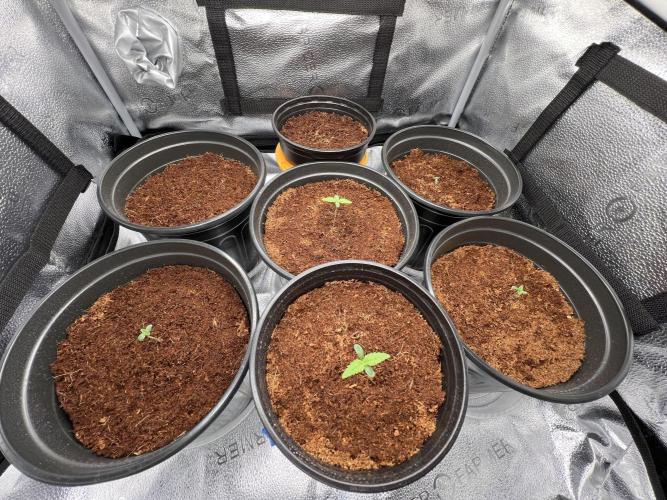 🥊🥧🍧🐐☕️🐓🔩🍌. Week 2 - 12/19 230pm