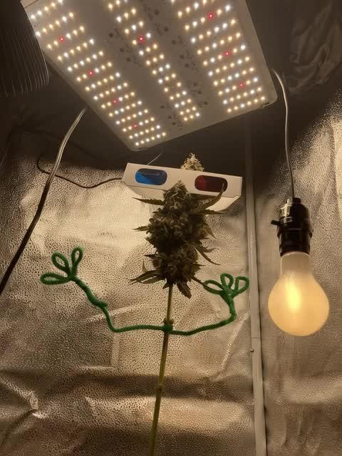 🥊🥧🍧🐐☕️🐓🔩🍌