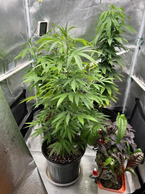 🎃🧛‍♂️🦃🎅🍾 '25-'26. Week 15 - 1220 2:45 PM bubbles BKO and Ricky