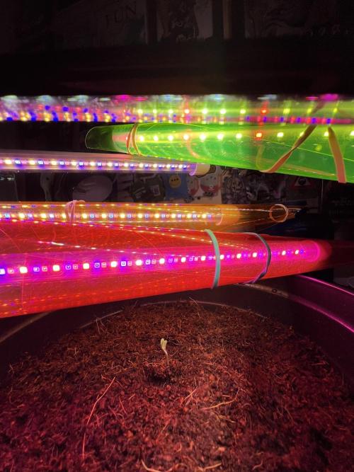 🥊🥧🍧🐐☕️🐓🔩🍌. Week 2 - 12/20 TC cookies

