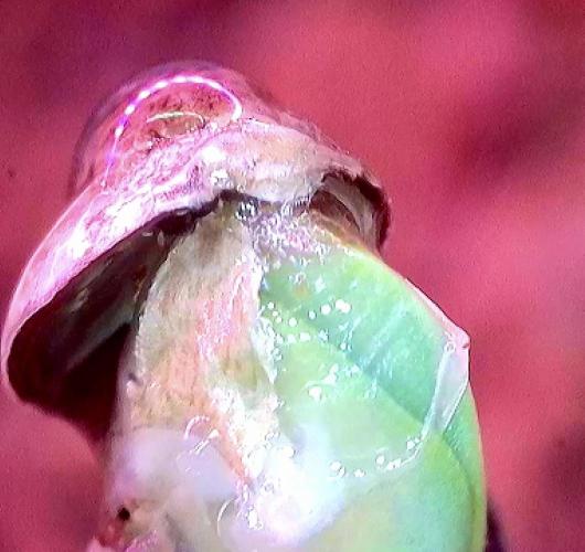 🥊🥧🍧🐐☕️🐓🔩🍌. Week 2 - 12/20 2 PM  Tropicana cookies