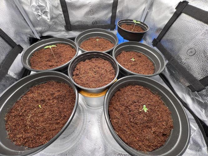 🥊🥧🍧🐐☕️🐓🔩🍌. Week 2 - 12/20f 3pm all are good