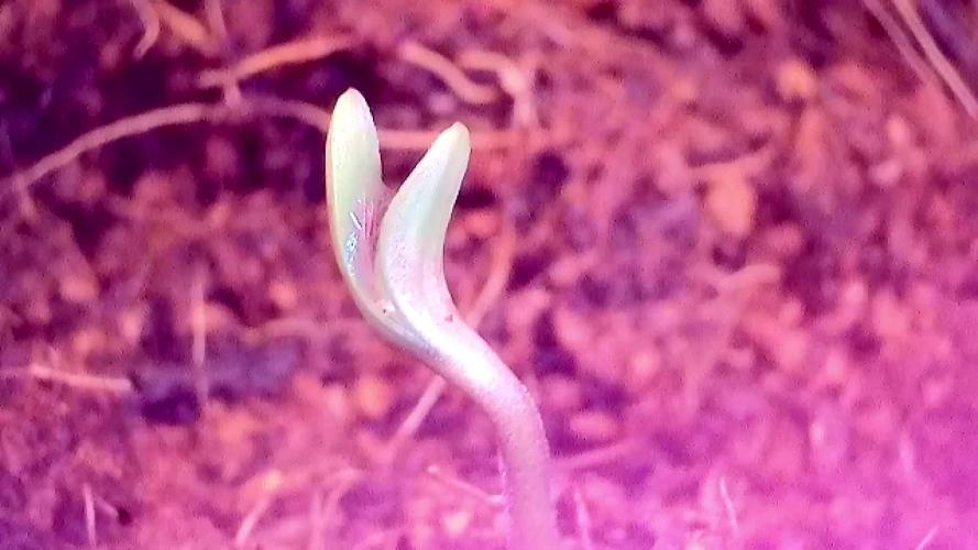 🥊🥧🍧🐐☕️🐓🔩🍌