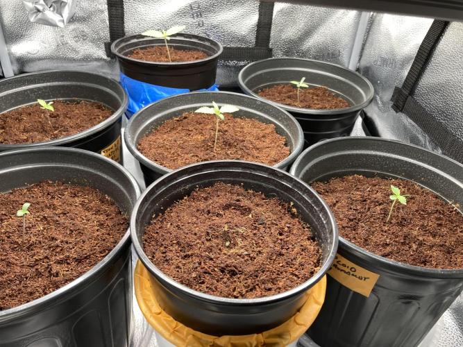 🥊🥧🍧🐐☕️🐓🔩🍌. Week 3 - 12/22 12:15 AM