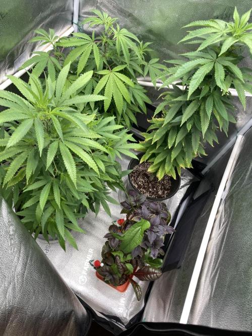 🎃🧛‍♂️🦃🎅🍾 '25-'26. Week 16 - 12/22 12:21 AM