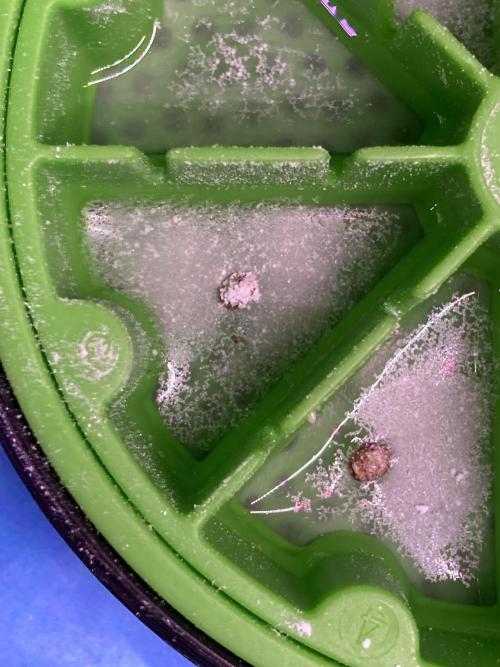 Montel tragic rise fall of Jar Jar Binks. Week 1 - 12/23 4:19AM EXTRA EAA & PROLINE & GLUTAMINE ON TOP FOR GOOD LUCK