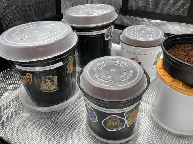 Montel tragic rise fall of Jar Jar Binks. Week 1 - 12/23 3:40 PM all done