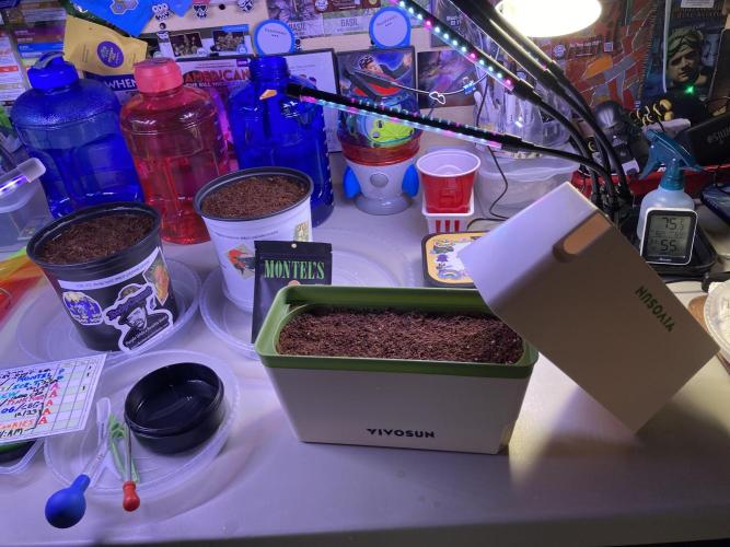 Montel tragic rise fall of Jar Jar Binks. Week 1