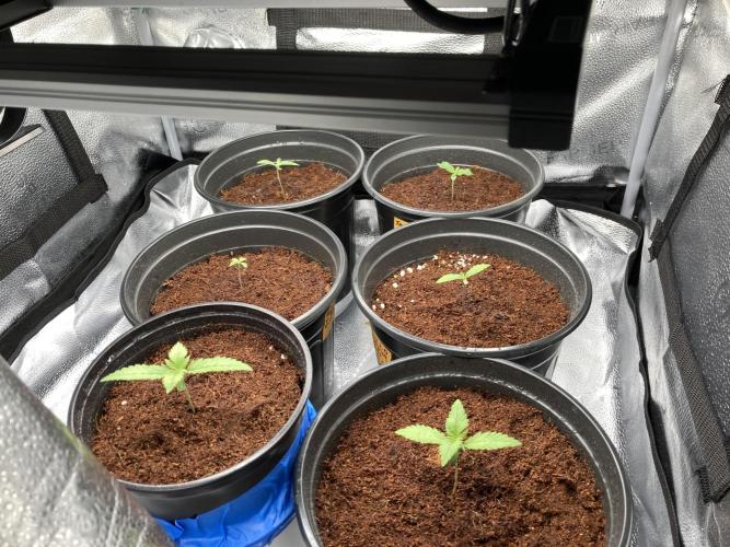 🥊🥧🍧🐐☕️🐓🔩🍌. Week 3 - 12/24 5am