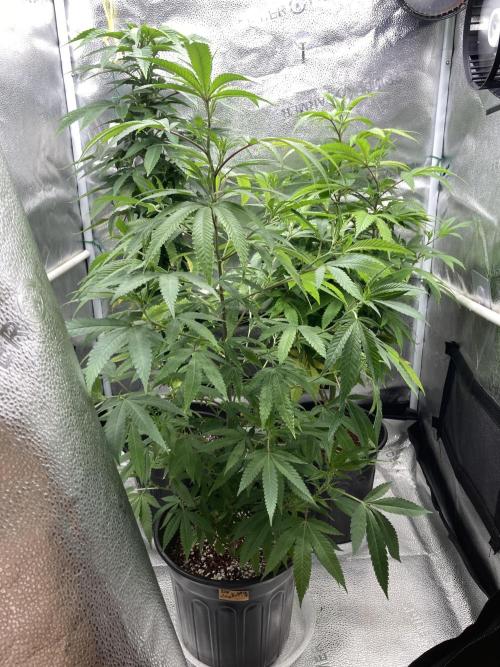 Montel tragic rise fall of Jar Jar Binks. Week 1 - 12/25 Bubbles