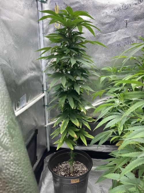 Montel tragic rise fall of Jar Jar Binks. Week 1 - 12/25 Ricky