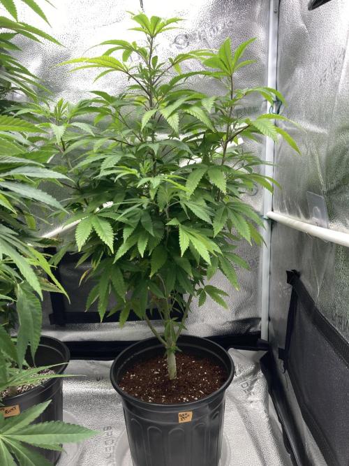 Montel tragic rise fall of Jar Jar Binks. Week 1 - BKO