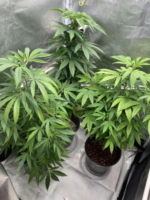 Montel tragic rise fall of Jar Jar Binks. Week 1 - 12/25 8:30AM