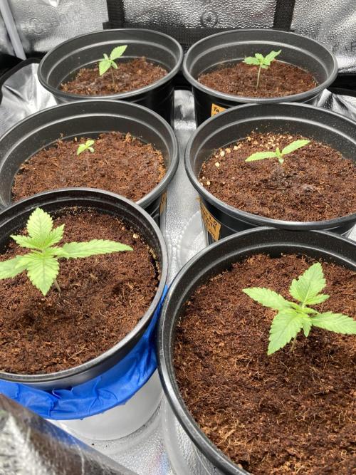 🥊🥧🍧🐐☕️🐓🔩🍌. Week 3 - 12/25 11:15 AM Maxi grow powder