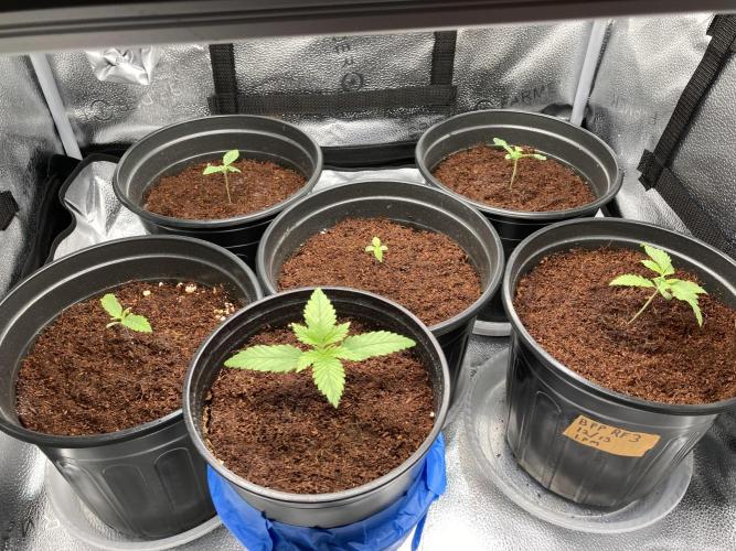 🥊🥧🍧🐐☕️🐓🔩🍌. Week 3