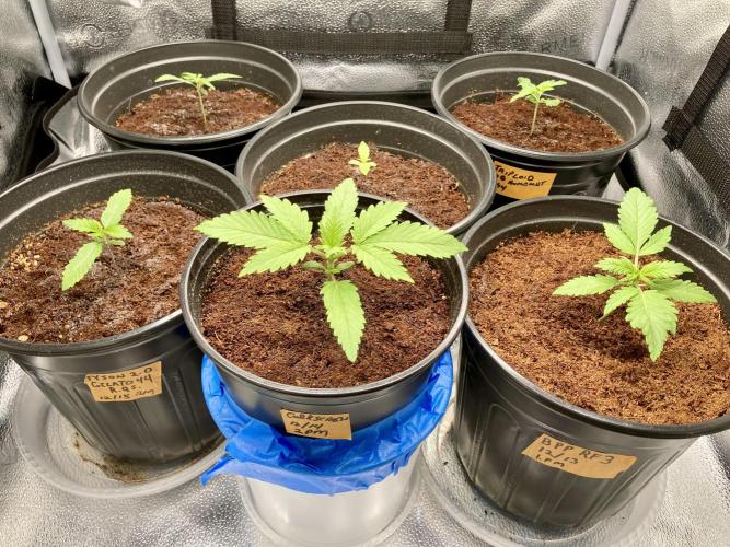 🥊🥧🍧🐐☕️🐓🔩🍌. Week 3 - 12/27 245am GREAT