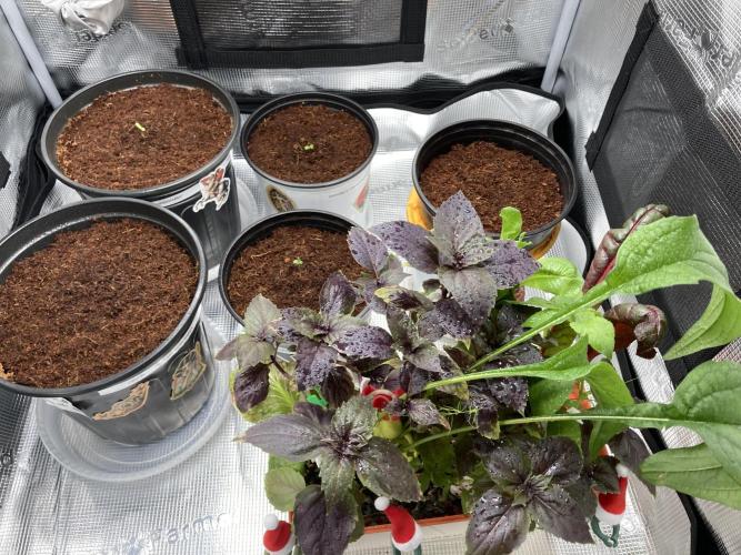 Montel tragic rise fall of Jar Jar Binks. Week 1 - 12/27 245AM PINK KUSH CBG MONEL ICE T GOATLOATO