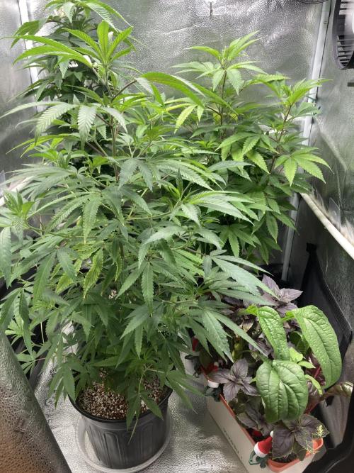 Montel tragic rise fall of Jar Jar Binks. Week 1 - 12/27 RICKY BKO BUBBLES